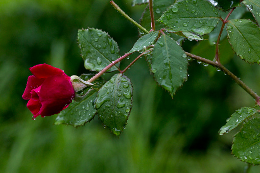 Red rose with rain drop on it's petals, and sun light brightens water drop