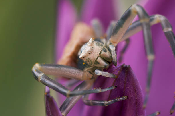 crab spider (Misumena vatia) stalking prey on a flower. Spain