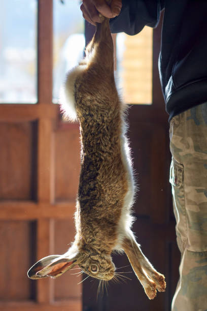 istock hunter with freshly hunted rabbit prey hanging from his hand 1331130896