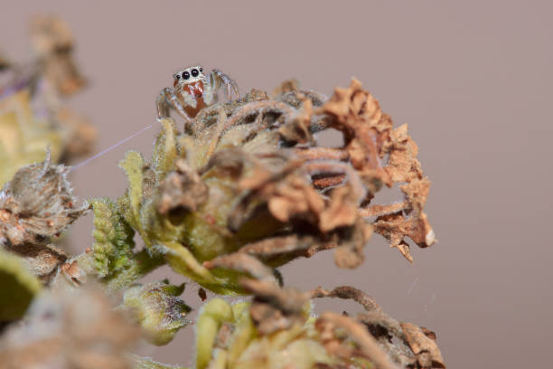istock jumping spider stalking a plant 1331130912