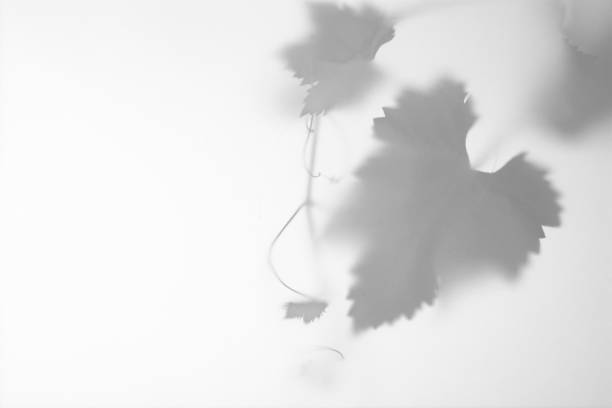 Gray shadows of a branch with grape leaves on a white wall.