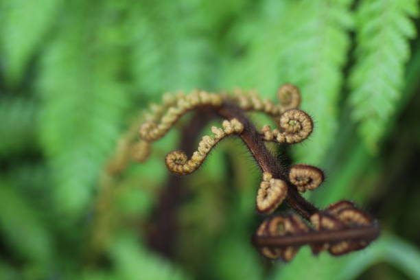 istock Close up on fern leaves 1331131074