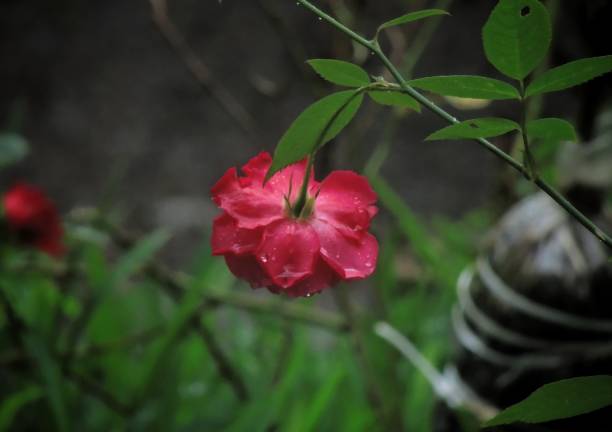 Rose photography