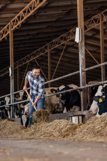 istock Adult man, making sure cows are fed. 1331131990