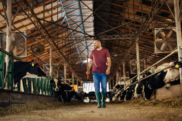 istock Adult man, making sure all the cows are there. 1331132101