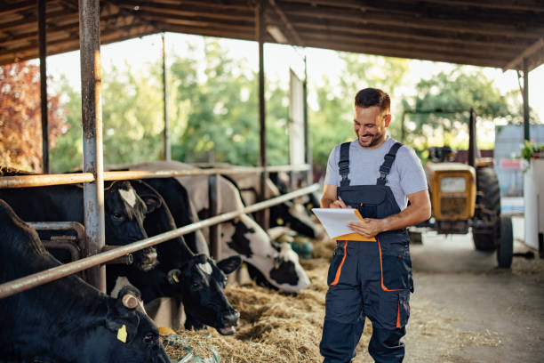 istock Adult man, getting to know the cows better. 1331132119