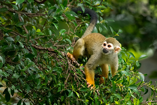 Common Squirrel Monkey on a leafy tree looking into a distance
