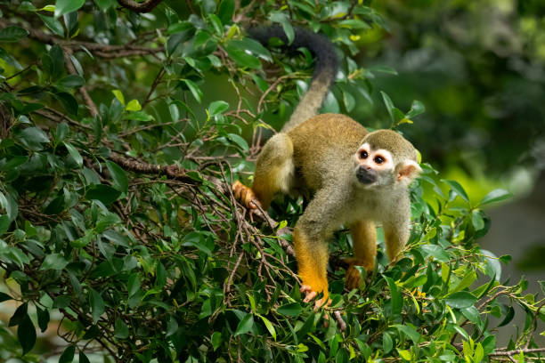 Common Squirrel Monkey on a leafy tree looking into a distance Common Squirrel Monkey on a leafy tree looking into a distance saimiri sciureus stock pictures, royalty-free photos & images
