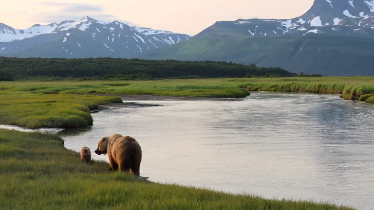 Sow and cubs graze