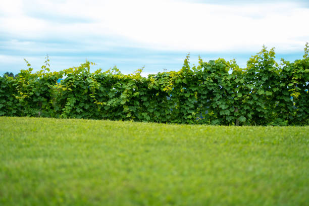 Beautiful vine made as a fence instead of bushes. Focus on a horizontal vineyard fence, green grass in the front with space for text.