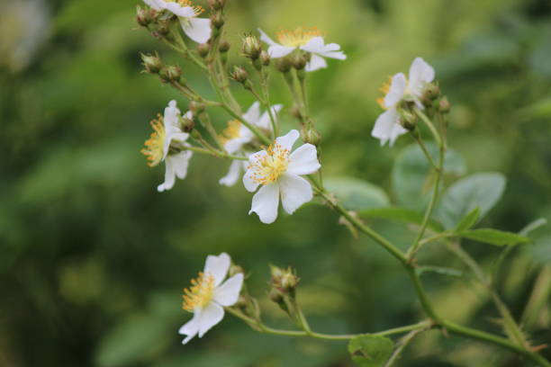 White Multiflora Rose In bloom white multiflora roses rosa multiflora stock pictures, royalty-free photos & images