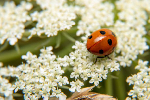 istock Back of ladybug walking white flowers 1331136585