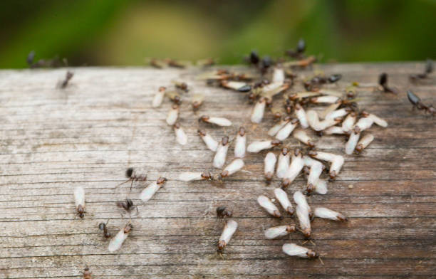 Winged ants on wooden plank