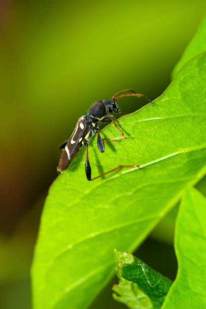 istock Wasp beetle on green leaf in Newbury, New Hampshire. 1331140875