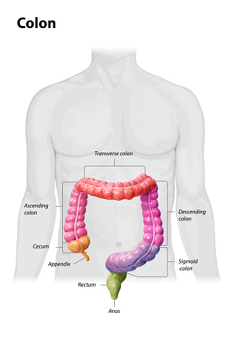 Anatomía del colon sobre fondo blanco, descripción de las partes del colon, partes de color, cuerpo humano, 2d, 3d render photo