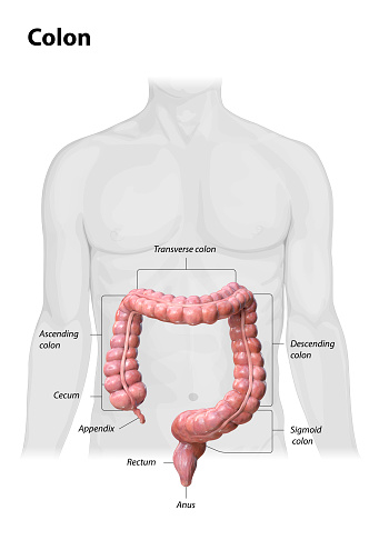 Anatomía del colon sobre fondo blanco, descripción de las partes del colon, cuerpo humano, 2d, 3d render photo