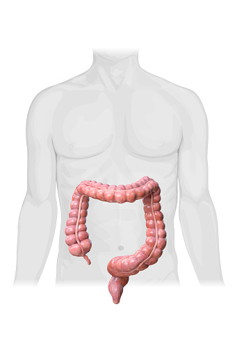 Anatomía del colon sobre fondo blanco, cuerpo humano, renderizado 2d,3d photo