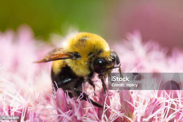 Bumble Bee On Joe Pye Weed In Newbury New Hampshire Stock Photo - Download Image Now