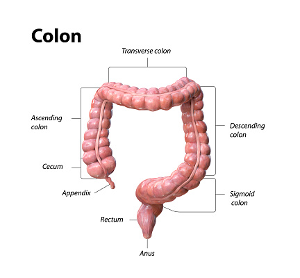 Human body anatomy, colon, large intestine. 3d illustration