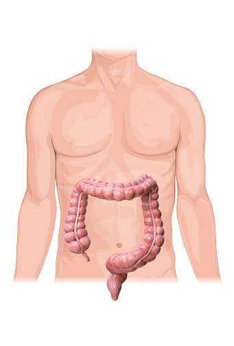 Anatomía del colon sobre fondo blanco, cuerpo humano, renderizado 2d,3d photo
