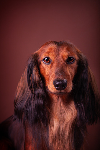 Miniature dachshund at studio on the brown-red background, looking at the photographer.