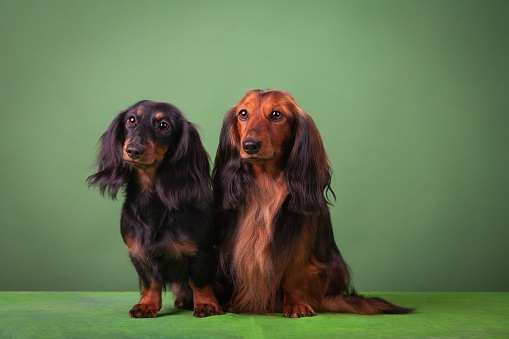 Two miniature dachshunds at studio on the green background, don't look at the photographer, look away.