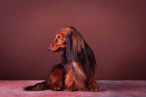 Miniature dachshund at studio on the brown-red background, looking away.