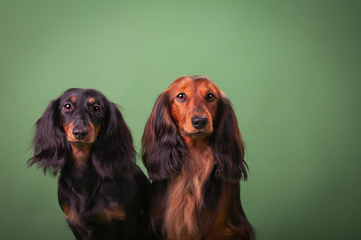 Two miniature dachshunds at studio on the green background.