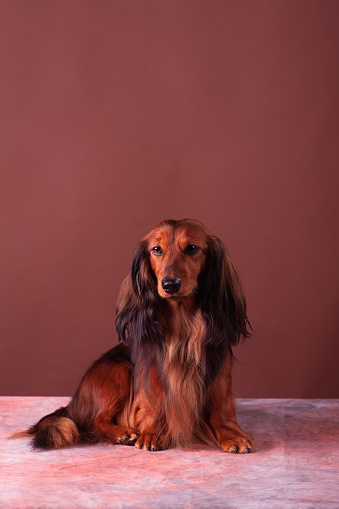 Miniature dachshund at studio on the brown-red background.