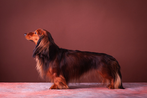 Dachshund stands in the show pose and looks at the owner.
