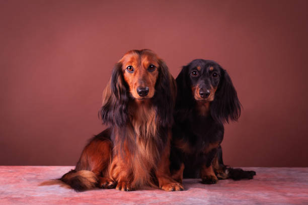 istock Miniature dachshunds studio portrait 1331145028