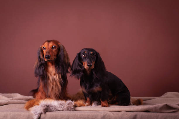 istock Miniature dachshunds studio portrait 1331145034