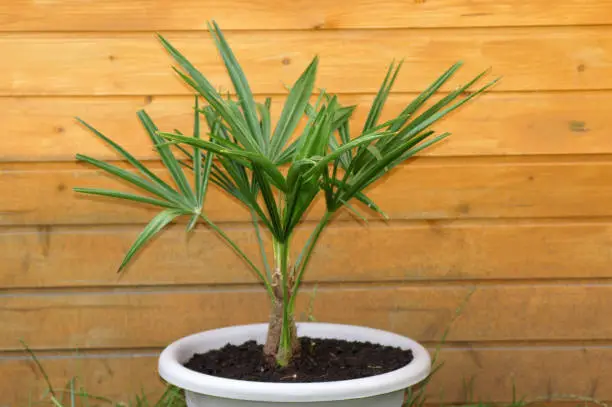 Photo of Young hemp palm Trachycarpus fortunei in a flower pot