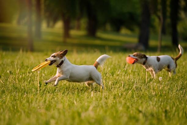istock Dog running in the grass 1331145429