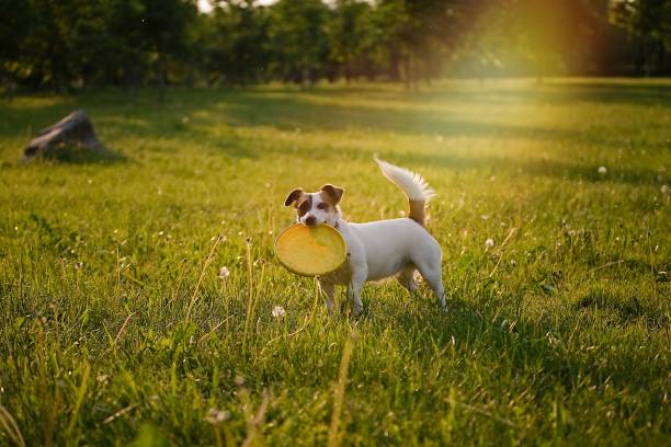istock Dog running in the grass 1331145450
