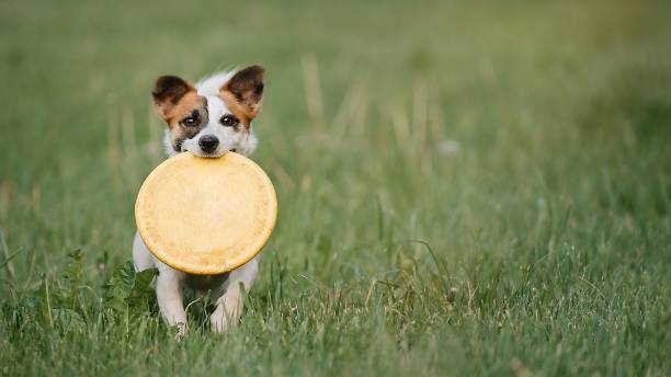 istock Dog running in the grass 1331145452