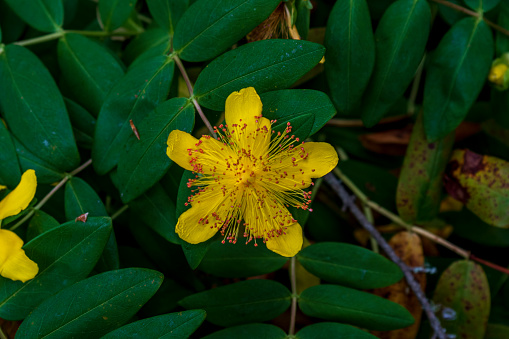Aaron's Beard or St. John's Wort is a shrub-like plant that grows close to the ground.  It is called a prostate plant. It is also known as 