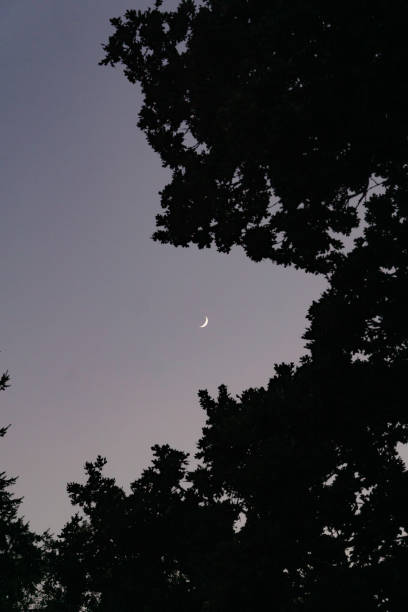 istock Moon tree silhouette purple blue sky 1331147219