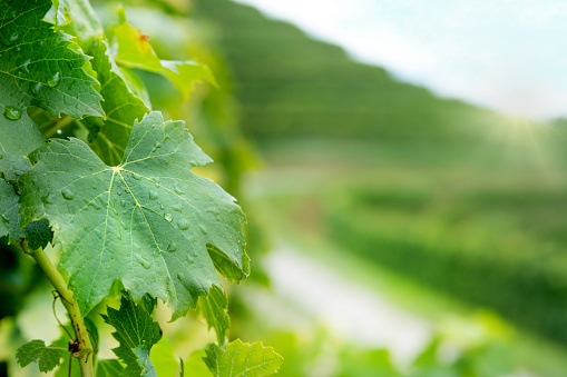 Detail of leaves, vivid sun in the background. View of vineyards in the sun.