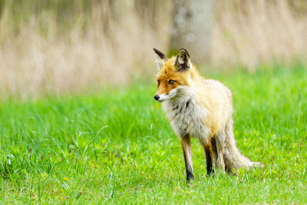 istock a young brown fox is standing in the green grass 1331151614