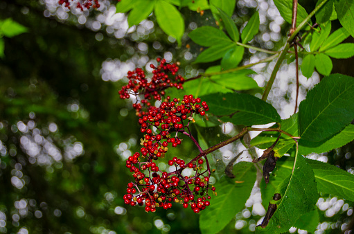 An elder plant with a large number of elderberries is found in a garden on Whidbey Island in the state of Washington during the summer.