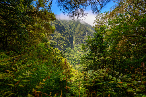 Levada do Caldeirão - ruta de senderismo en el bosque en Levada do Caldeirao Verde Trail - paisaje tropical en la isla de Madeira, Portugal. photo