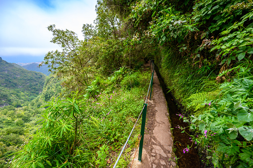 Levada do Caldeirão - ruta de senderismo en el bosque en Levada do Caldeirao Verde Trail - paisaje tropical en la isla de Madeira, Portugal. photo