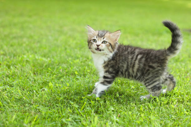istock cute kitten on the grass, in summer 1331154639
