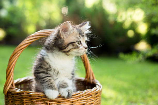 istock a kitten in a basket on the grass, in summer 1331154652