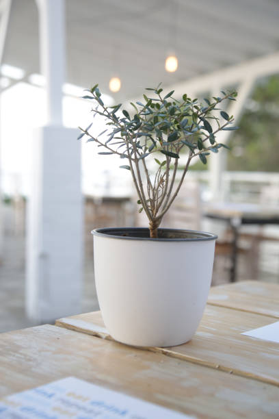 istock Olive tree plant in a flowerpot on the restaurant table 1331155843