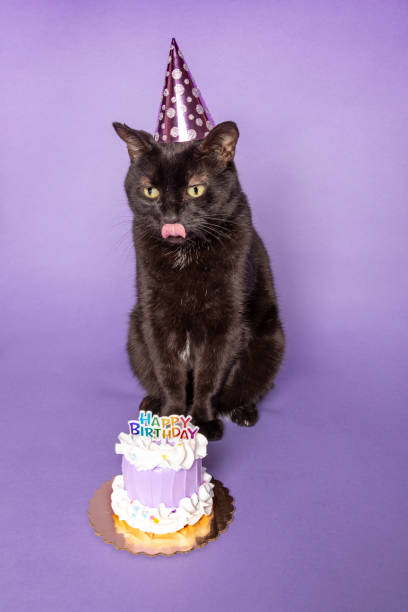istock Hungry Cat With Birthday Cake Licking Mouth 1331157330