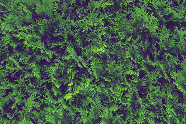 istock botanical background living green hedge thuja, tinting 1331161345