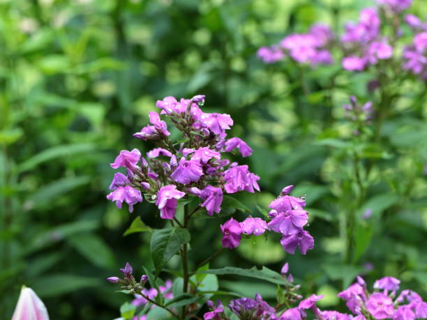 istock Pink flowers with water drops 1331161530