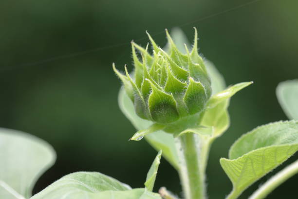 istock Close up of Sunflower buds 1331161783